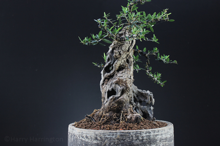 olive bonsai olea